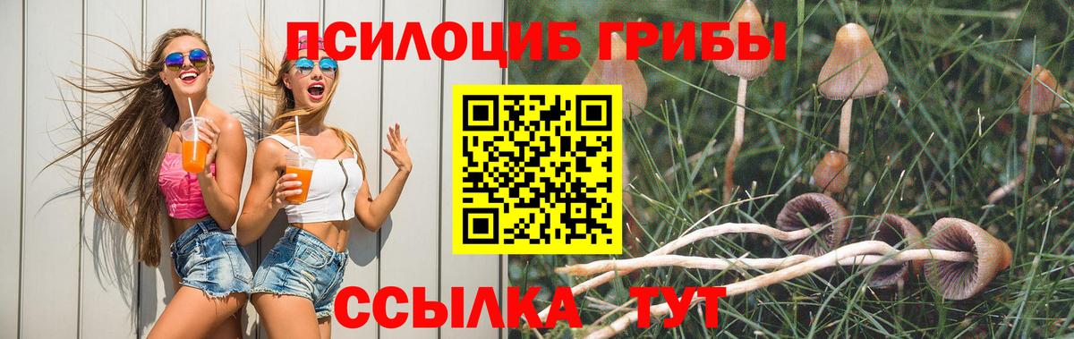 Славянск-на-Кубани  даркнет сайт  Вход с VPN  Псилоцибиновые грибы Psilocybe 